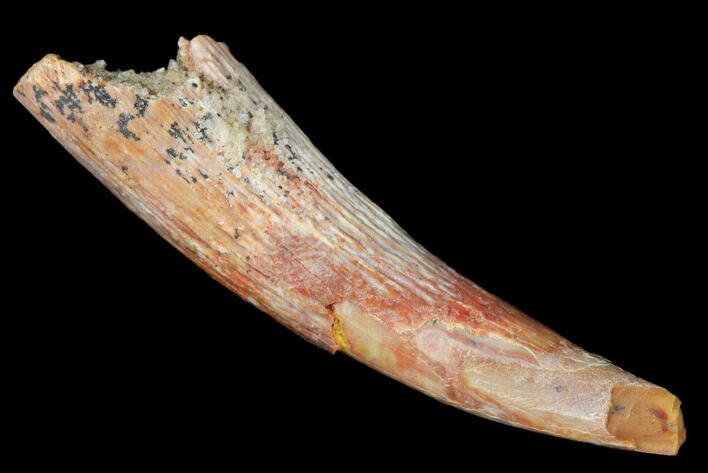 Fossil Pterosaur (Siroccopteryx) Tooth - Morocco #178519